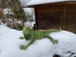 Leguan Deko Reptil Teichfigur Haus oder Gartenfigur