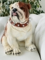 Englische Bulldogge mit Stachelhalsband Gartenfigur