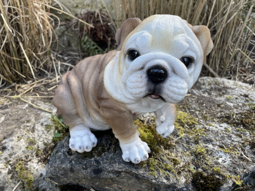 Bulldogge Wunderschöner Deko Hund