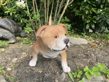 American Bully Deko Hundefigur