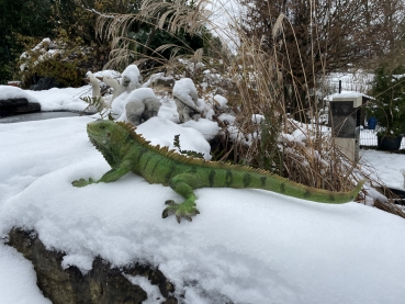 Leguan Deko Reptil Teichfigur Haus oder Gartenfigur