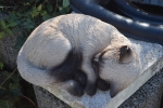 Siam Katzen Schlafend Material Polyresin Garten Figuren Deko