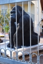 Gorilla Affe Menschenaffe Garten Figur Afrika Zoo Deko Abholung Neu Lebensecht