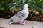 Deko Gartenfigur Taube Zuchttauben Friedenstaube Taubenschlag Vogel Züchter Farbe Grau