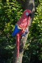 Deko Papagei mit Wandbefestigung Farbe Rot