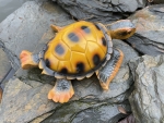 Meeresschildkröten Deko Aquarium Teich Garten