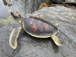 Wasserschildkröte Deko Teich Gartenfigur
