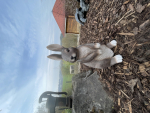 Hase macht Männchen Deko Ostern Osternhase Frühling Tierfigur